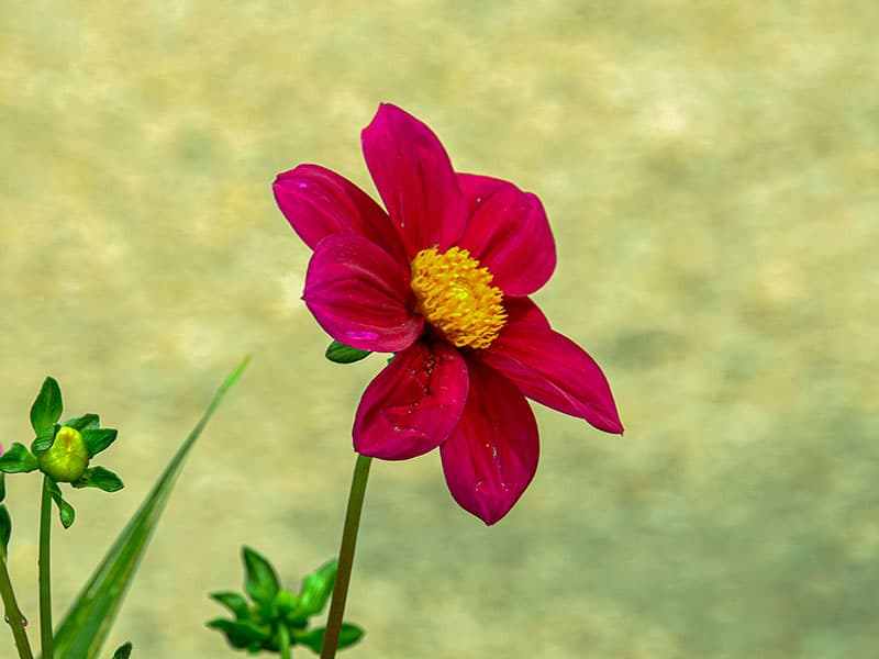 Dahlia Coccinea