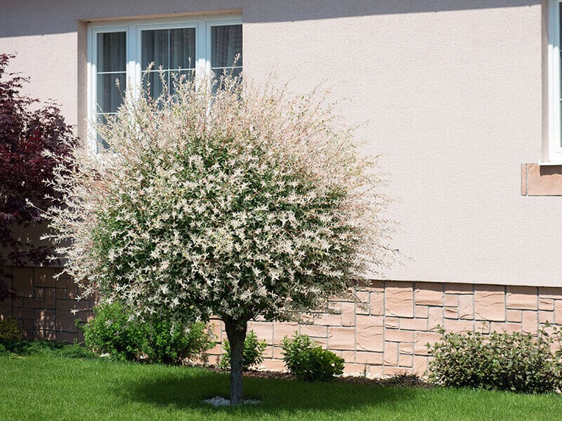 Dappled Japanese Willow