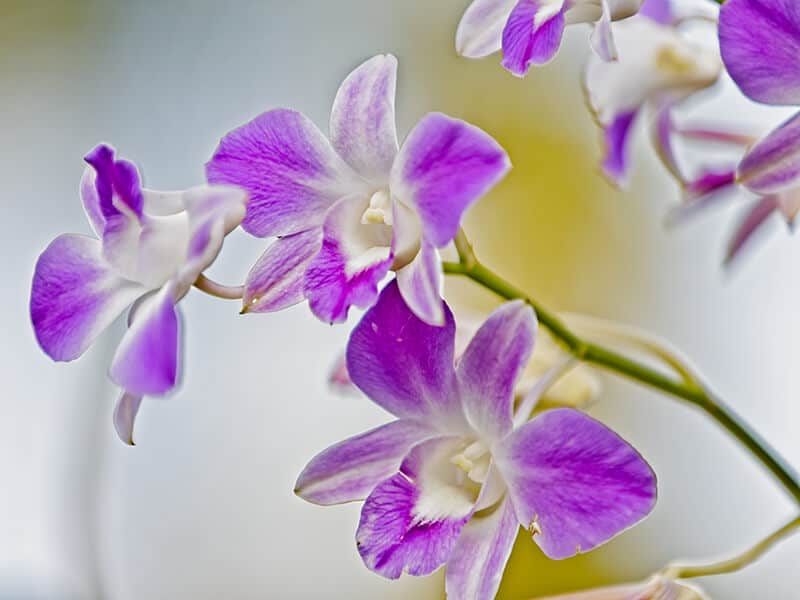 Dendrobium Orchid