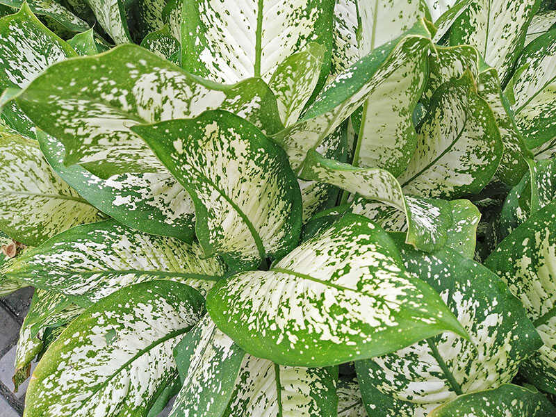 Dieffenbachia Star Bright