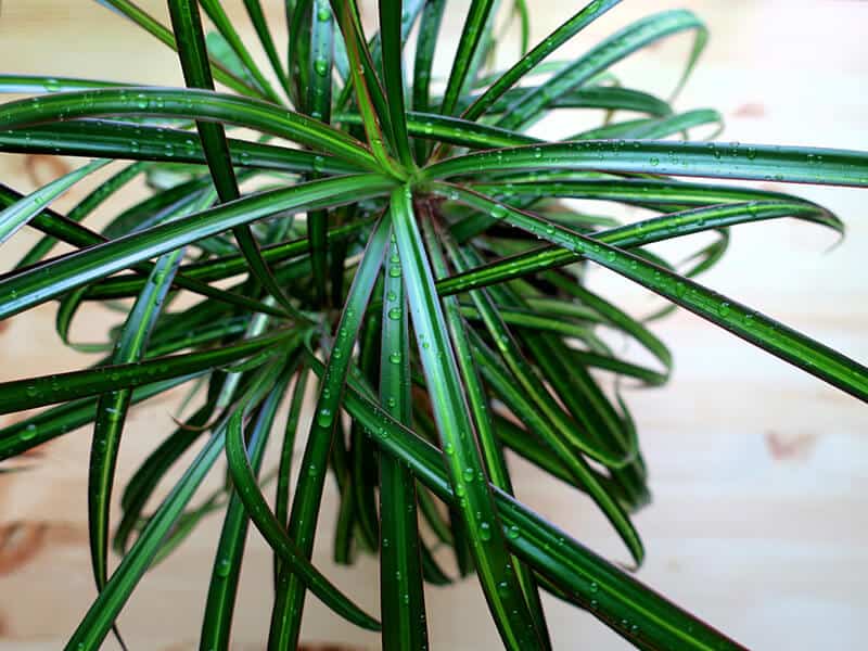 Dracaena Marginata