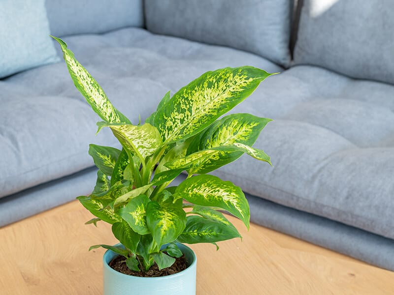 Dumb Cane Plant