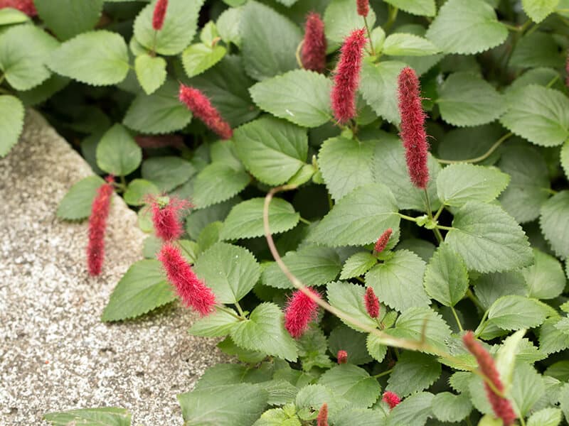 Dwarf Cattail Plant