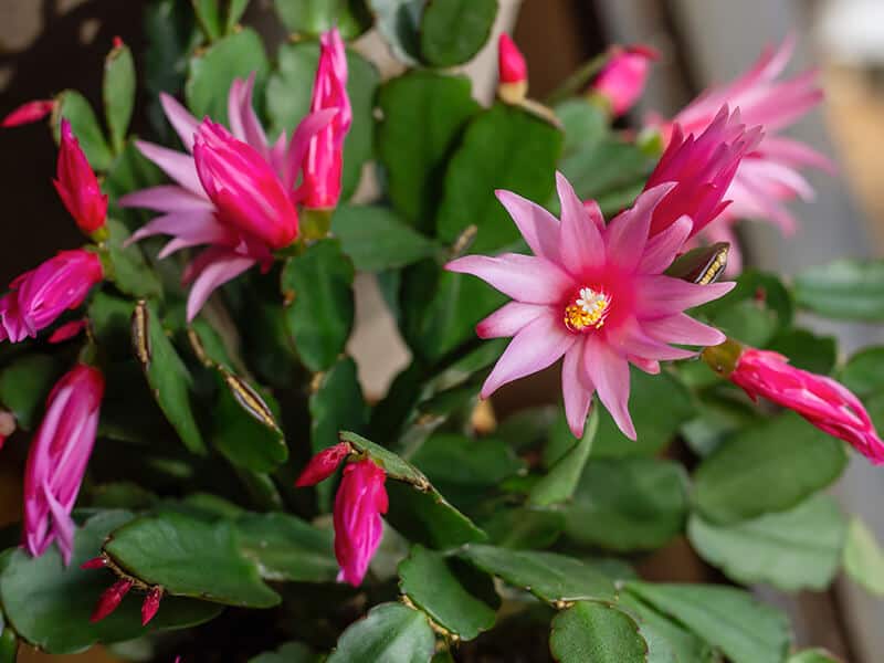 Easter Cactus