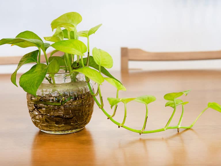These Amazing 22 Plants Can Grow in Jars & Bottles 2024