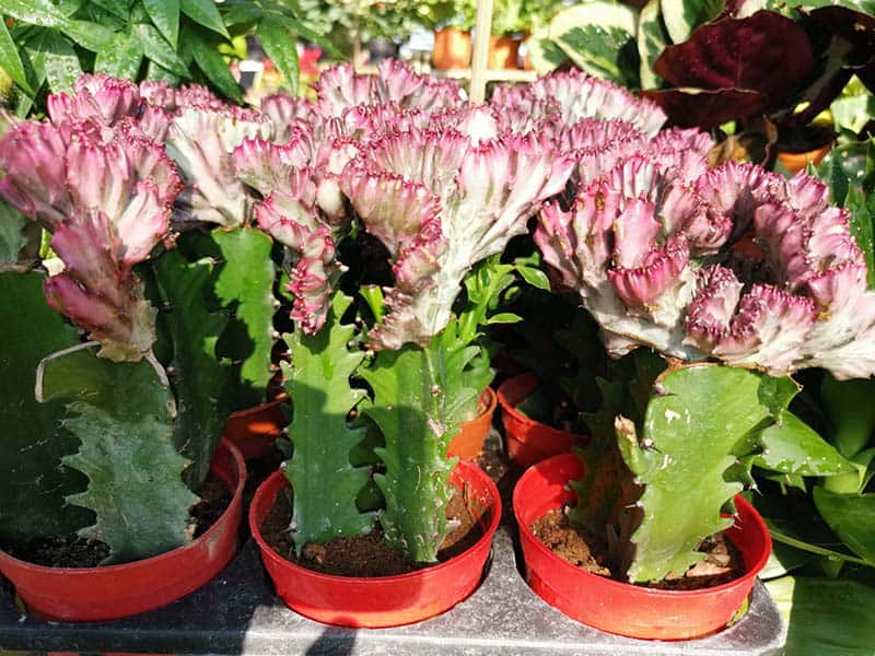 Euphorbia Lactea