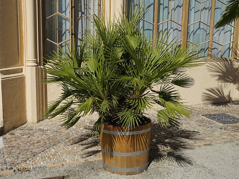 European Fan Palm Plant