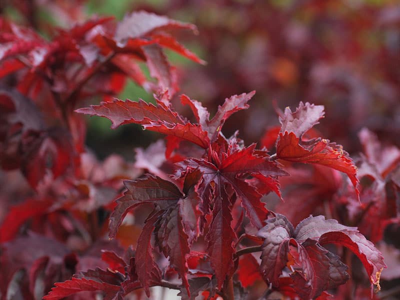 False Hibiscus