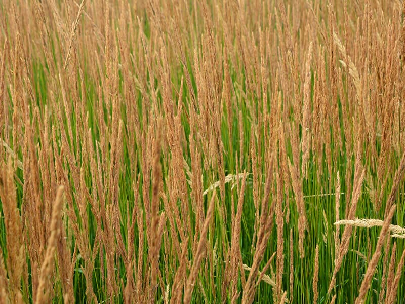 Feather Reed Grass