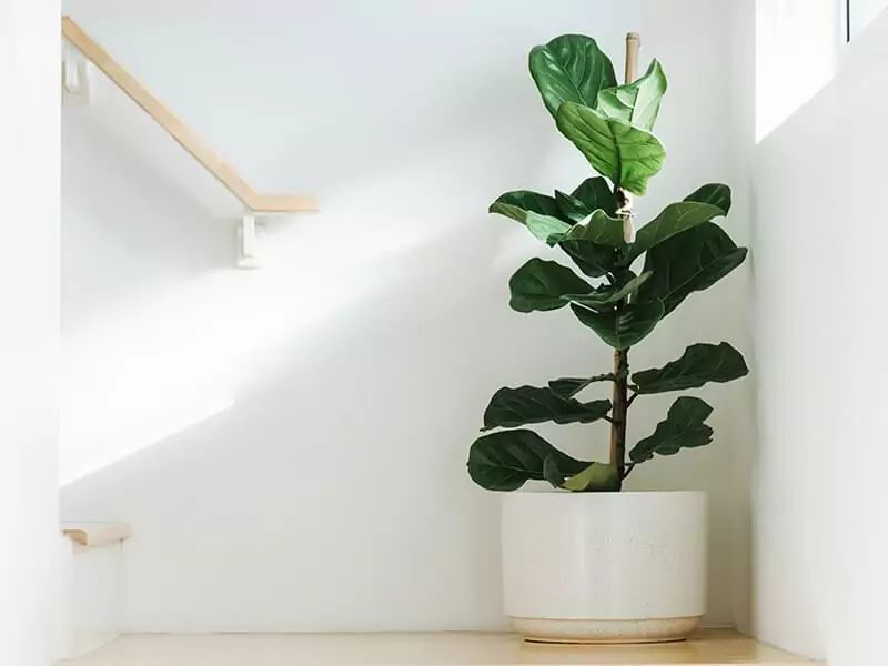 Fiddle Leaf Fig in Room