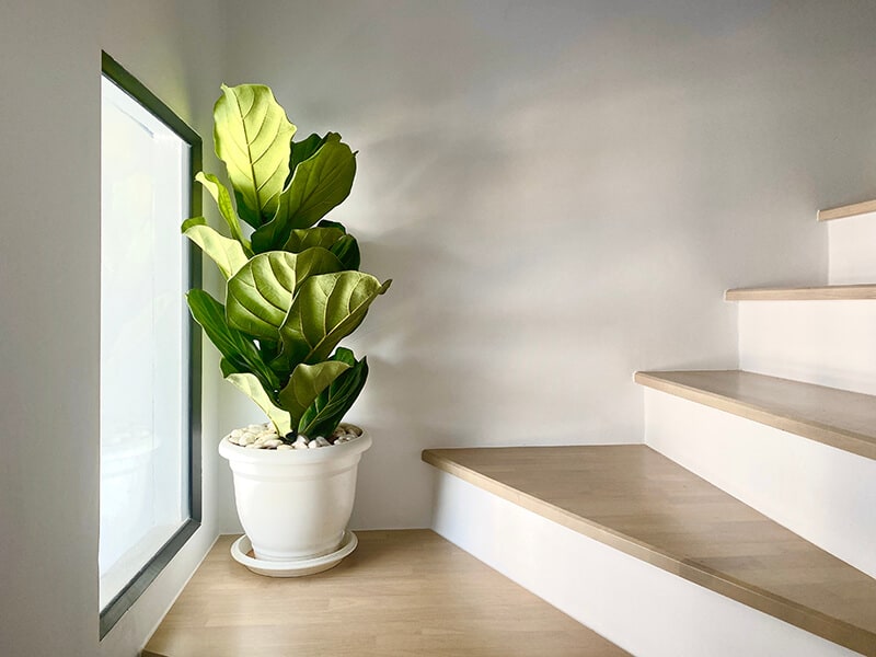 Fiddle Leaf Fig Tree