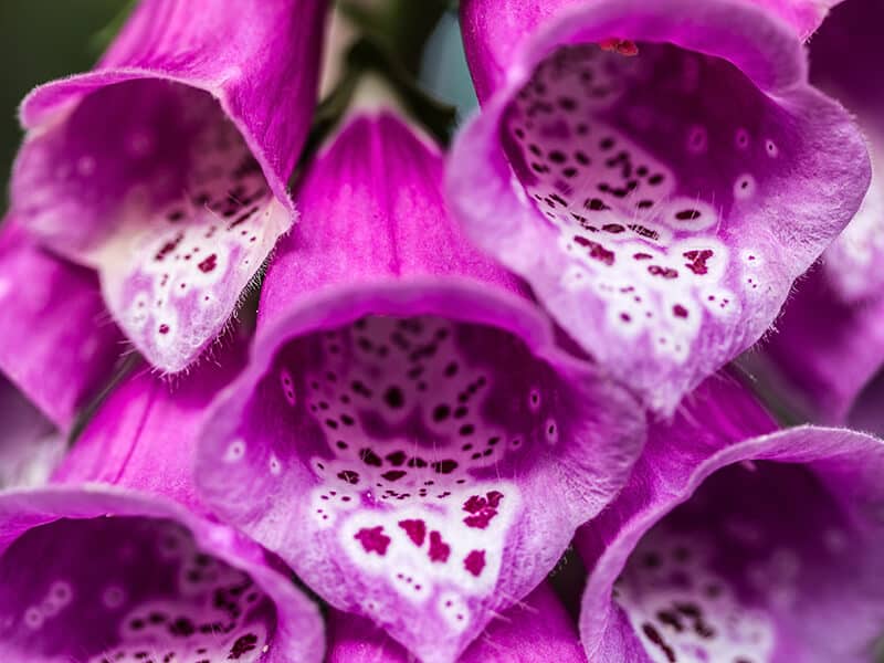 Flower Foxglove