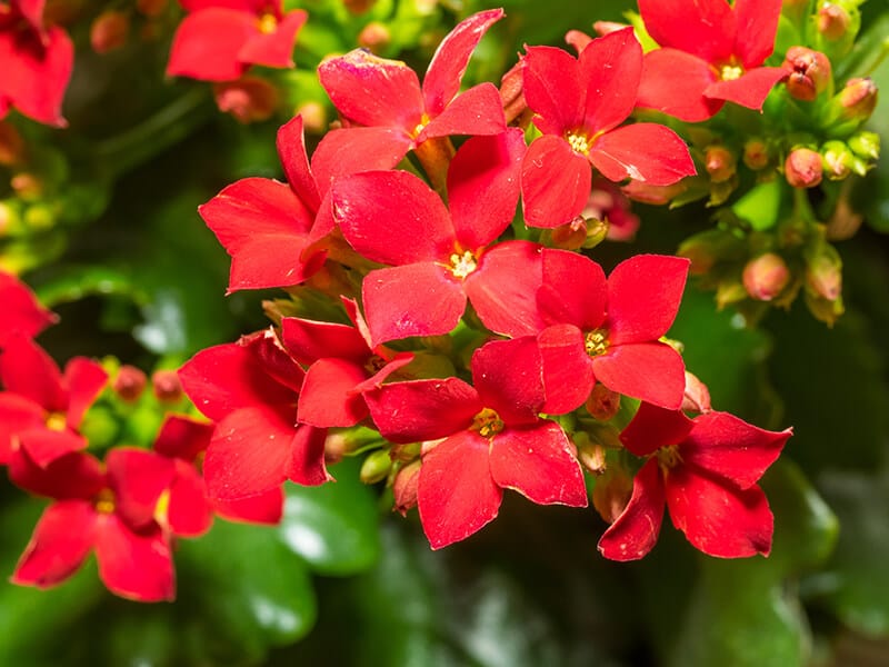 Flowering Kalanchoe