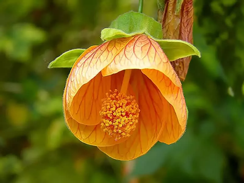 Flowering Maple