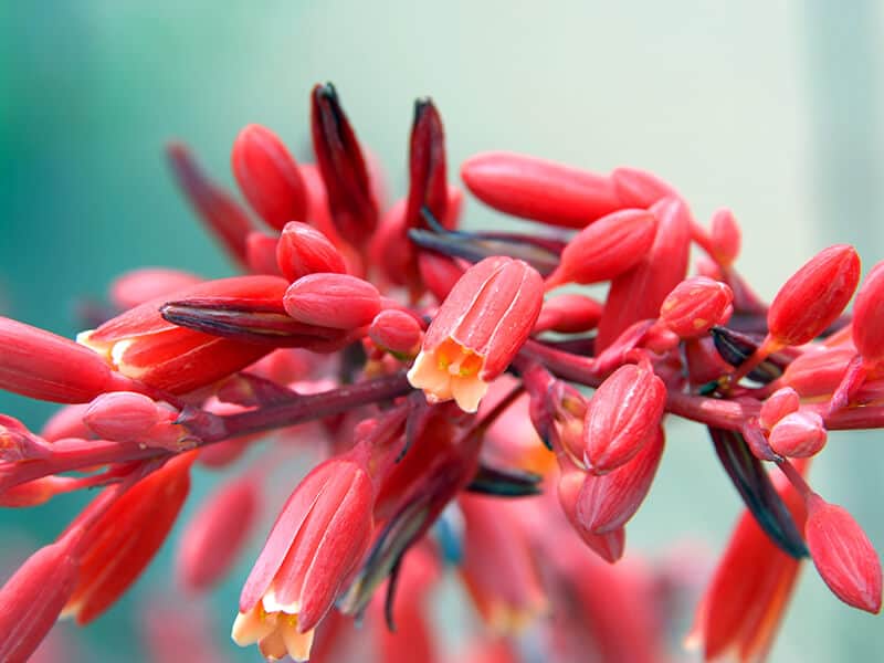 Flowering Red Yucca