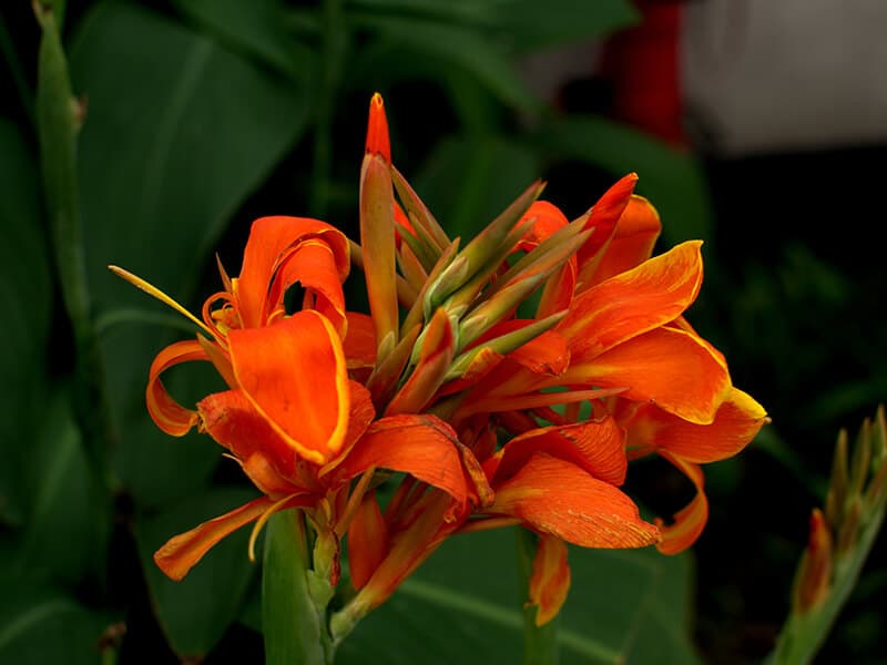 Flowers Canna