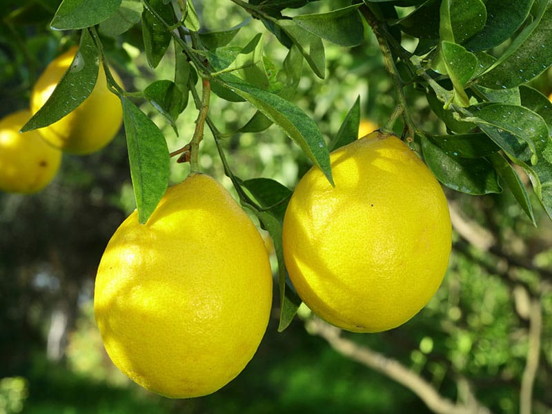 Fruit Of Pear Lemon