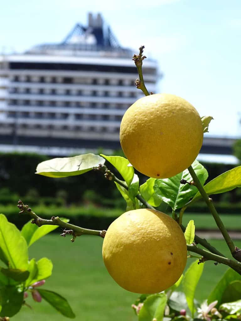 Genoa Lemon