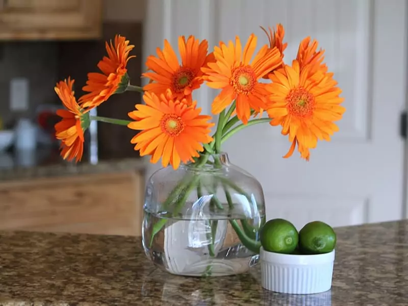 Gerbera Daisy