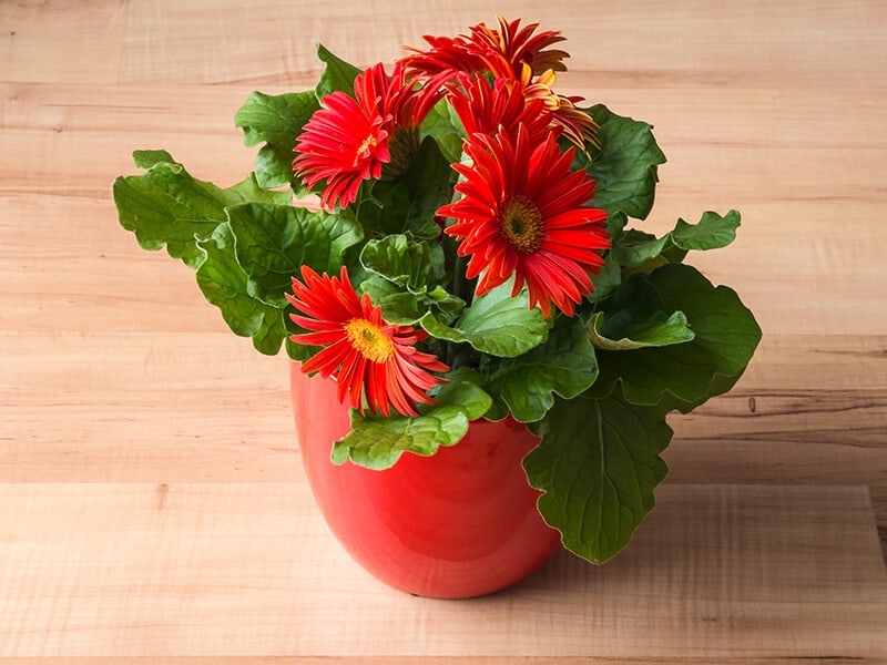 Gerbera Daisy