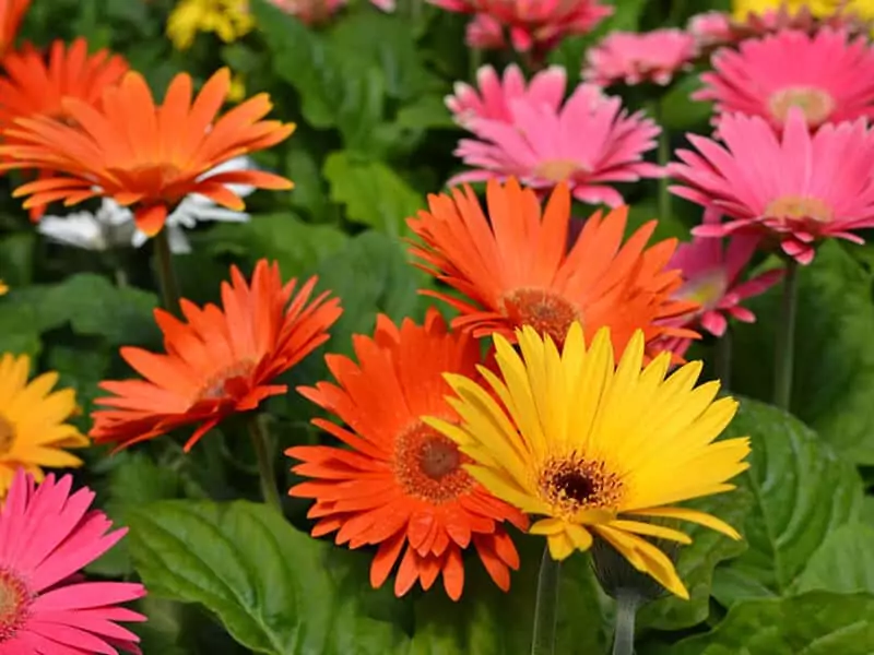 Gerbera