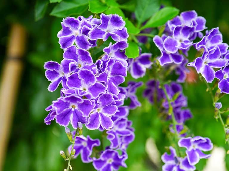 20 Florida Full Sun Plants For Most Beautiful Landscapes