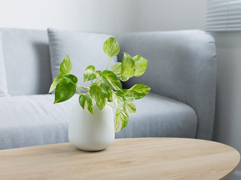 Golden Pothos Plant