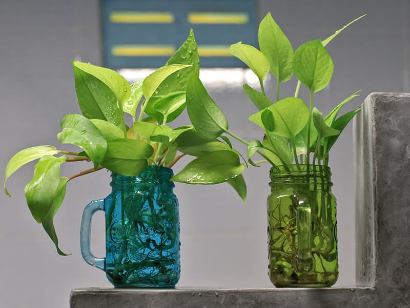 Golden Pothos