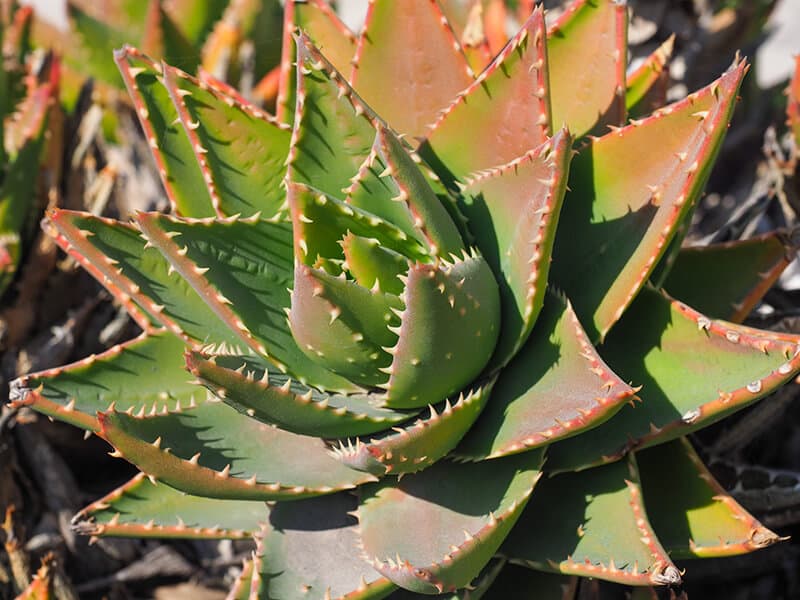 Golden-Toothed Aloe