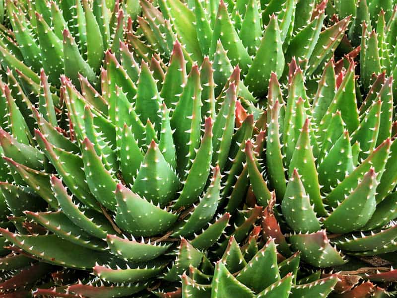 Golden Toothed Aloe