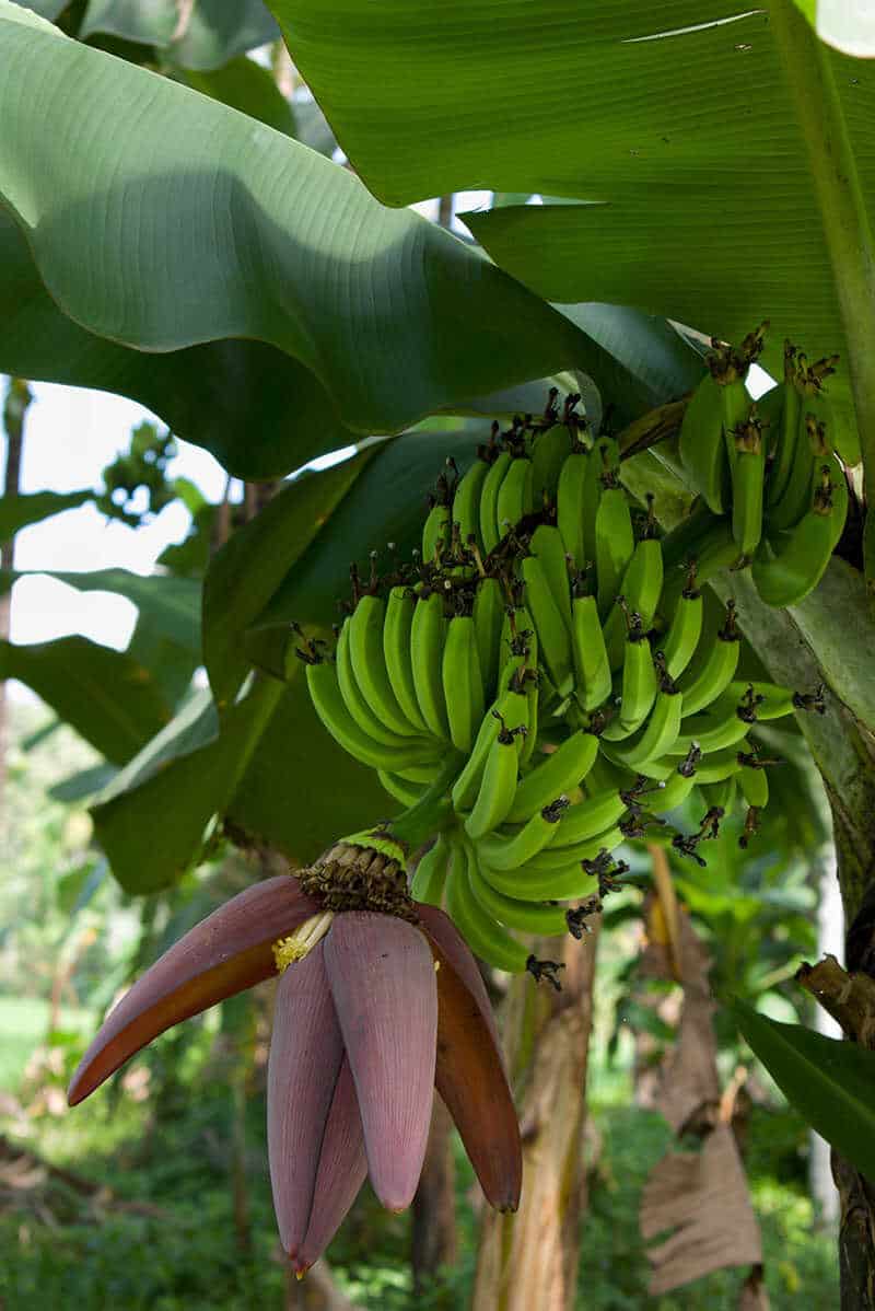 Goldfinger Banana