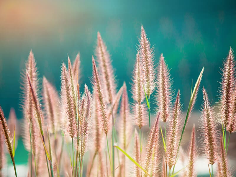 Grass Flower