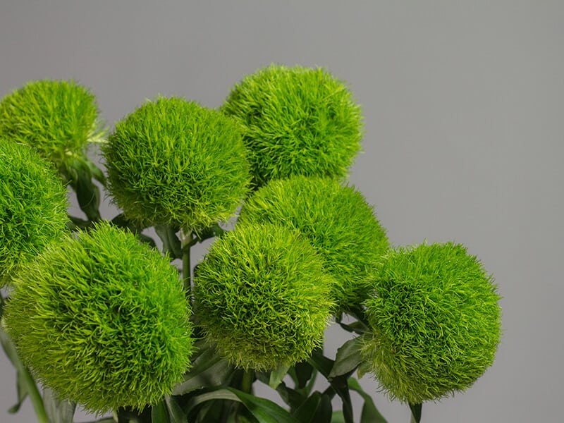 Green Ball Flowers