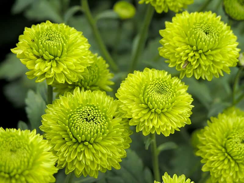 Green Chrysanthemums