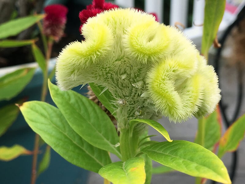 Green Cockscomb