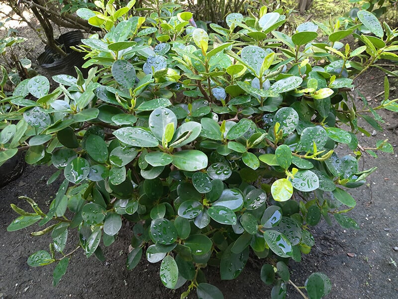 Green Island Ficus