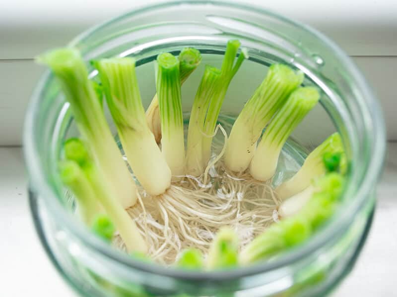 Green Onions in Water