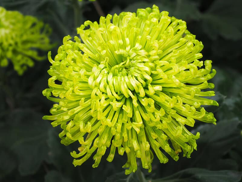 Green Spider Mums