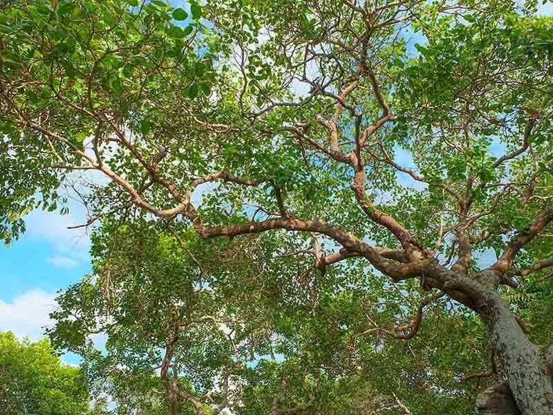 Growing Cashew Tree