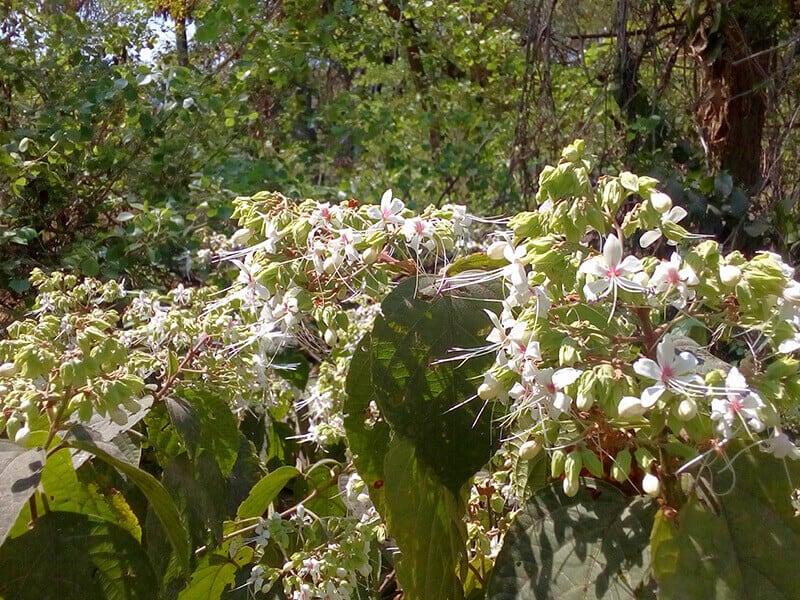 Harlequin Glorybower