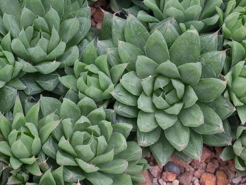 Haworthia Cooperi 