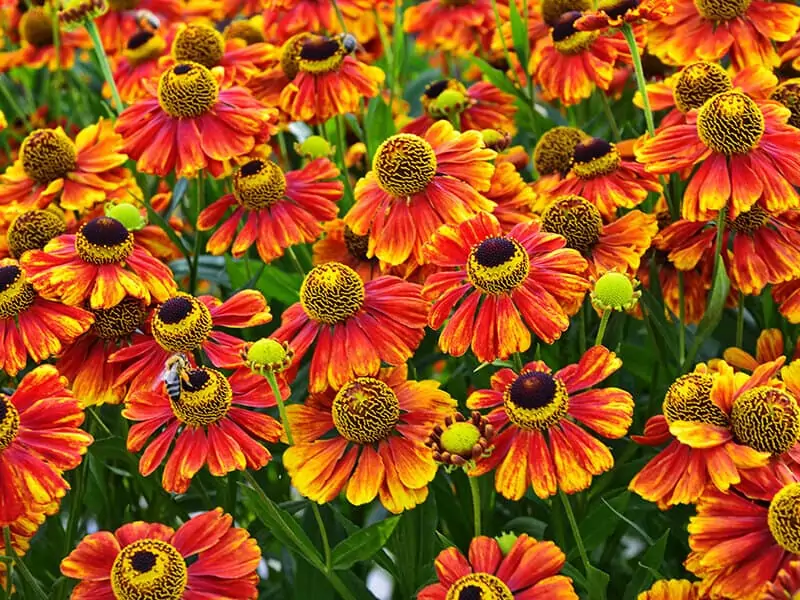 Helenium Flowers