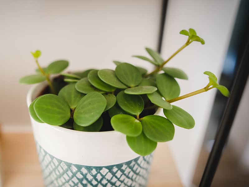 Hope Peperomia