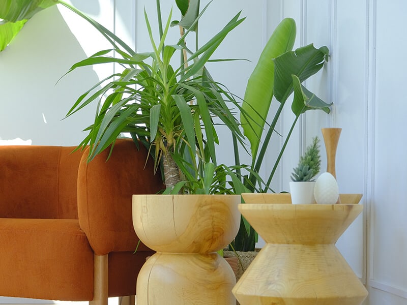 Houseplants in Living Room