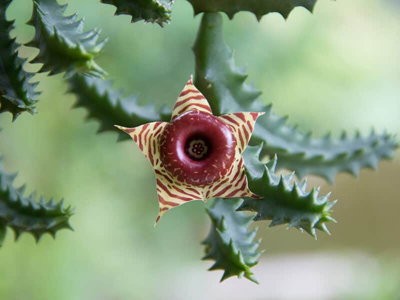 Huernia Zebrina