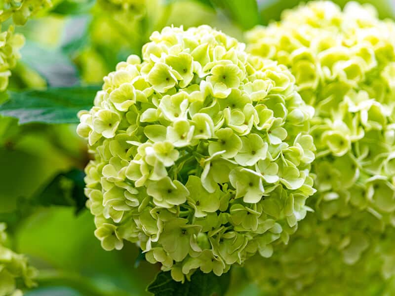 Hydrangea Flowers