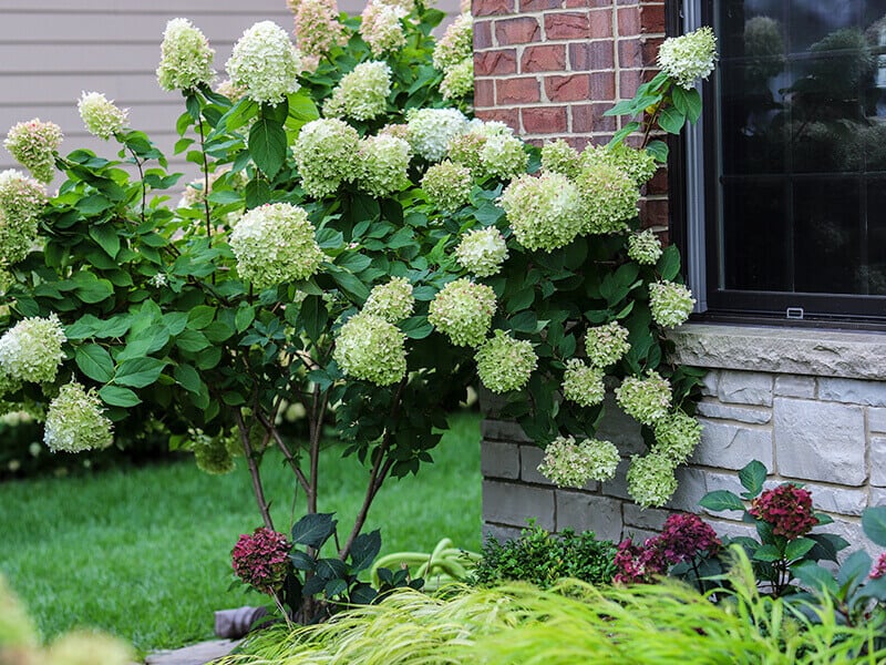 Hydrangea Tree