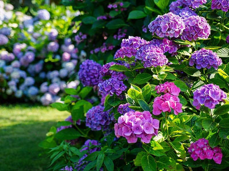 Hydrangea