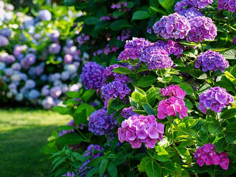 Hydrangea