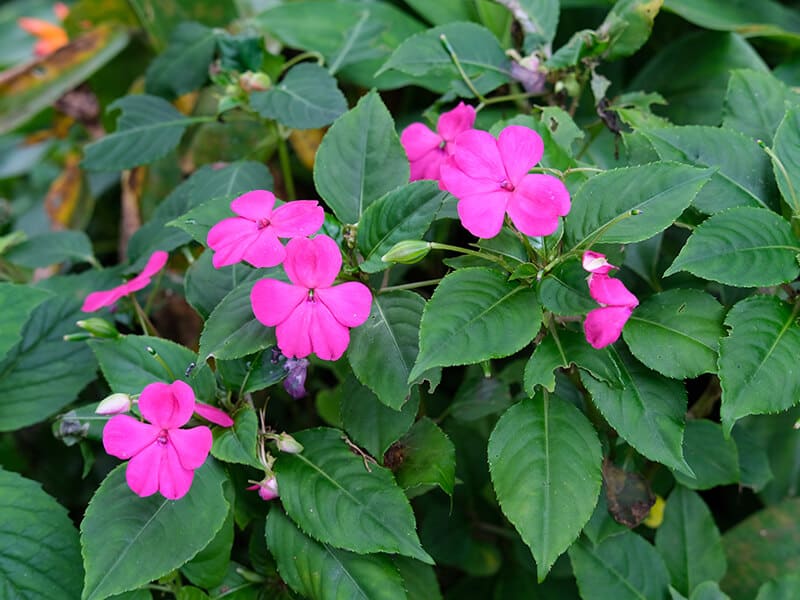 Impatiens Flowers